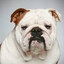 bulldogenglish1