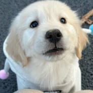 传说中的猛虎理塘丁一