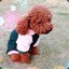 其实我不handsome