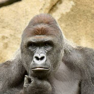 ⛦HARAMBE⛦