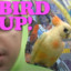 Bird Up!