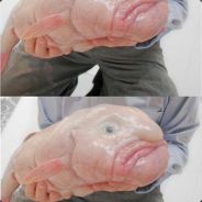 蒙古胖娃鱼庄，订餐电