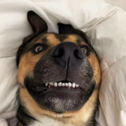 翻斗花园第一突破手