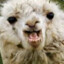 Llama