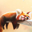 Modest Red panda