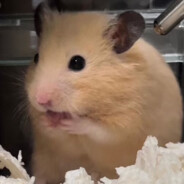 体重250超爱玩原神