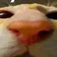 Натуська пампам