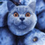 cats if they were blueberries