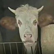 再着急桌子掀了