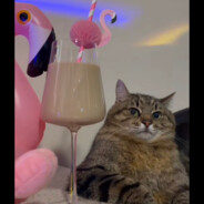 突突突突突突突突