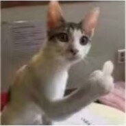 泪水打湿月半猫