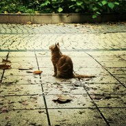 狮子猫