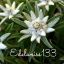 Edelweiss133