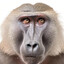 baboon