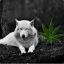 WeeDWolf