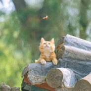 鸡毛掸子打鸡毛