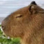 capybara