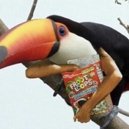 Toucan