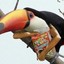 Toucan