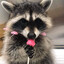 Raccoon