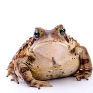 哥斯拉摇子肛裂画到监狱当头子