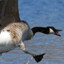 Who_The_Goose