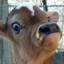 The cow says &quot;Moo&quot;