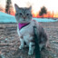 SpYce_Cat