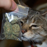 генерал усики