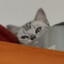 Catgu