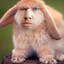 Pierre Dunn's avatar