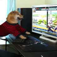 밍크돌고래의아픔