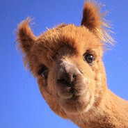 Alpaca Steam avatar