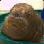 placid walrus