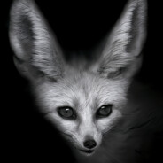 ﻸsyndrome fenech☣