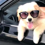 拿内格夫的娇娇