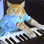 Mačka na fokin klavíry