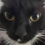 meow