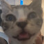 i eat thermal paste