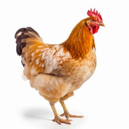 chicken