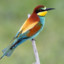 Bee Eater