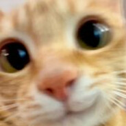 kitti