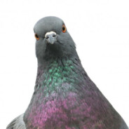 PIGEON - steam id 76561199489484401
