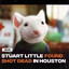 21 Rats Inside of a Trenchcoat