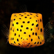 Кузовок-Кубик