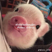 MangoTong