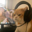 Mr. Cat