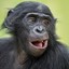 Bonobo