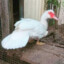 pearos