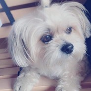 我家修狗超可爱